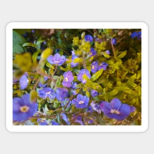 Spring Time, Purple Floral Photography Sticker